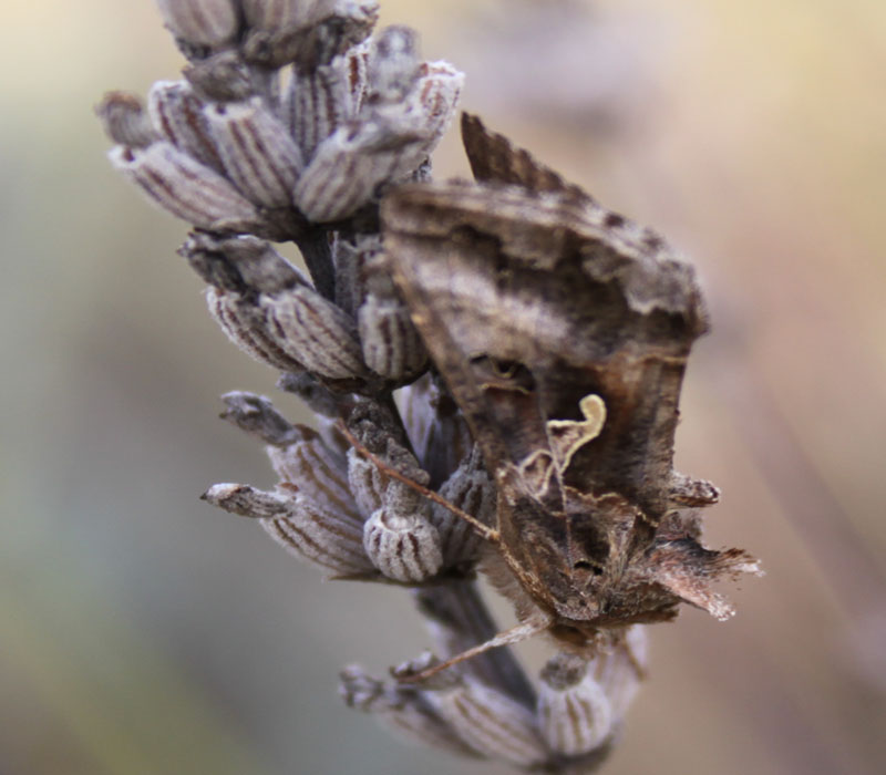 identificazione farfalla